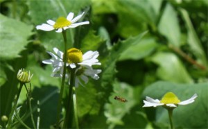 Chamomile growing happily amongst Oak Leaf Lettuce and Tiny Bees...