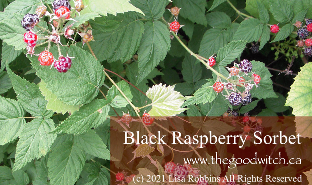 Wild Black Raspberry Sorbet