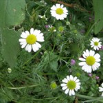 Sweet chamomile ~ easy to grow ~ spreads readily