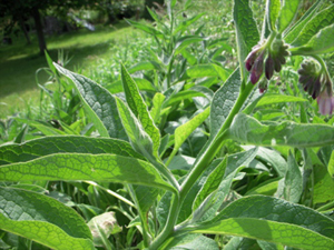 Comfrey ~ Knitbone ~ Incredibly fast healing herb