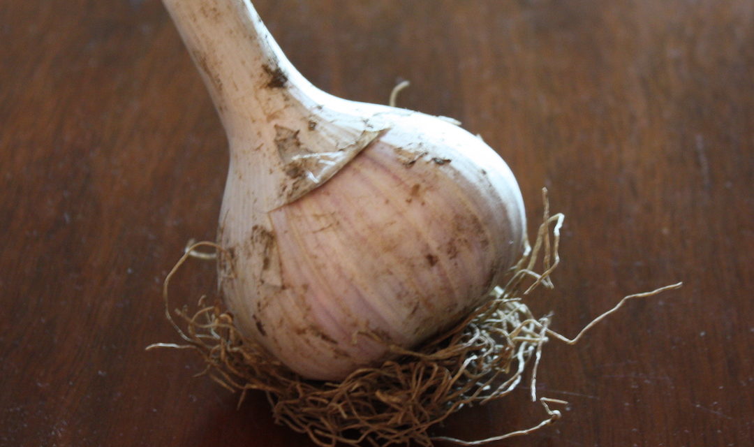 Garlic Kills Damping Off On Seedlings