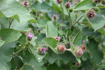 Burdock Is A Simple Yet Powerful Blood Cleanser