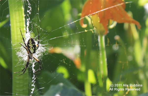 A Natural Healing Ode To Scary Garden Spiders