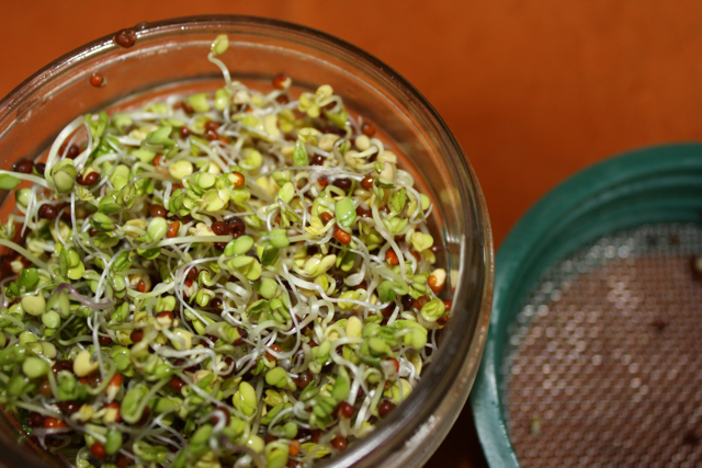 Sprouting For Life – How To Grow Your Own Fresh and Delicious Sprouts