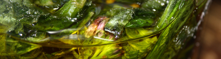 Comfrey and Calendula in Olive Oil photo