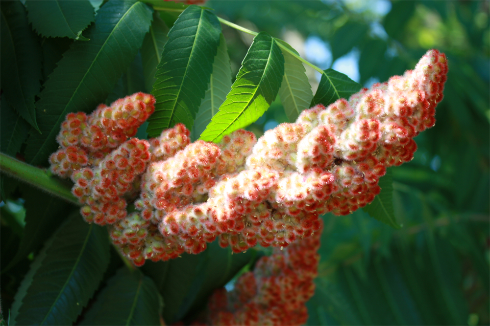 Delicious Tart and Refreshing Pink Lemonade from Staghorn Sumac