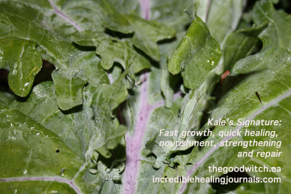 Kale Face and The Doctrine of Signatures | Healing with Greens