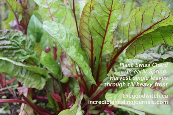 Wilted Swiss Chard Salad with Garlic Slivers and Sea Salt