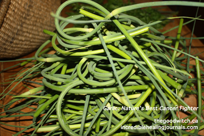 Garlic Scape and Basil Pesto