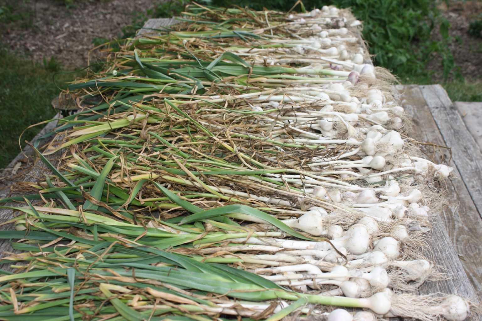 How Does Your Garlic Grow - When Do I Plant Garlic?