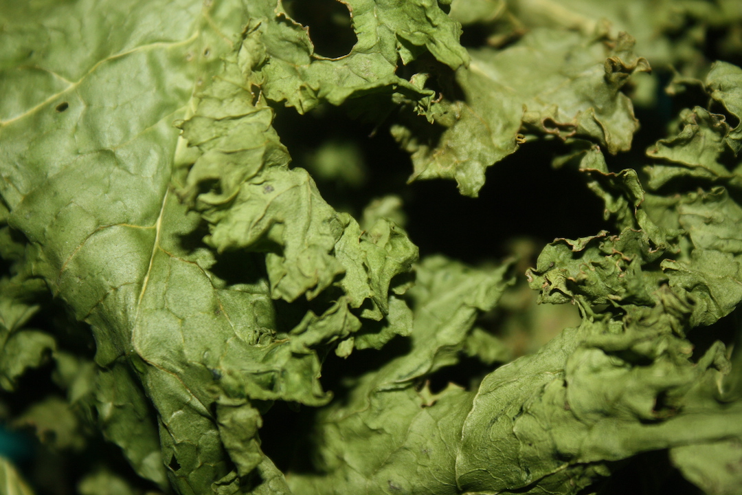 Dehydrated Kale